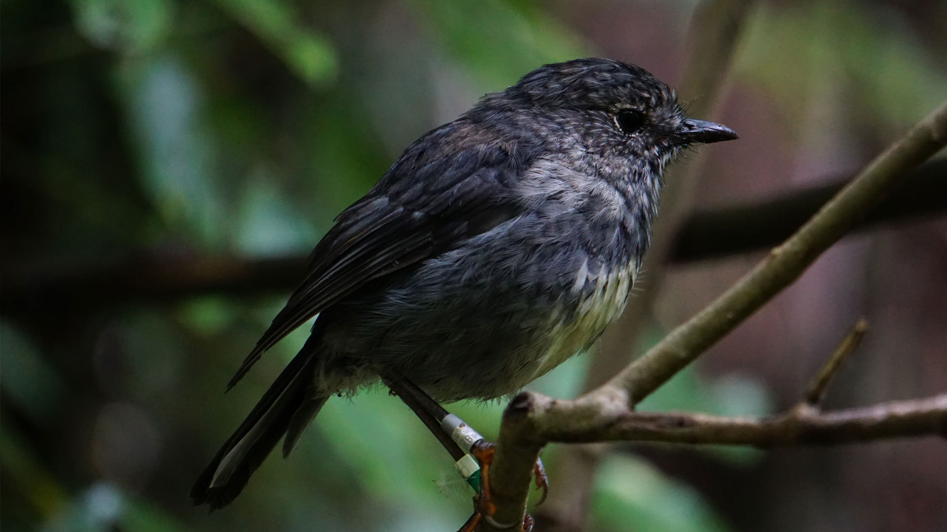 Wellington Wildlife