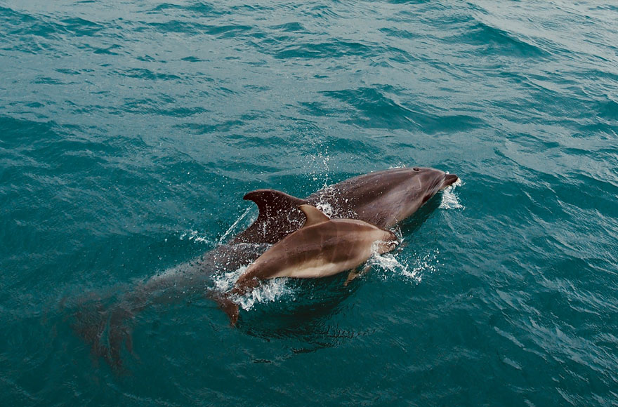 dolphins