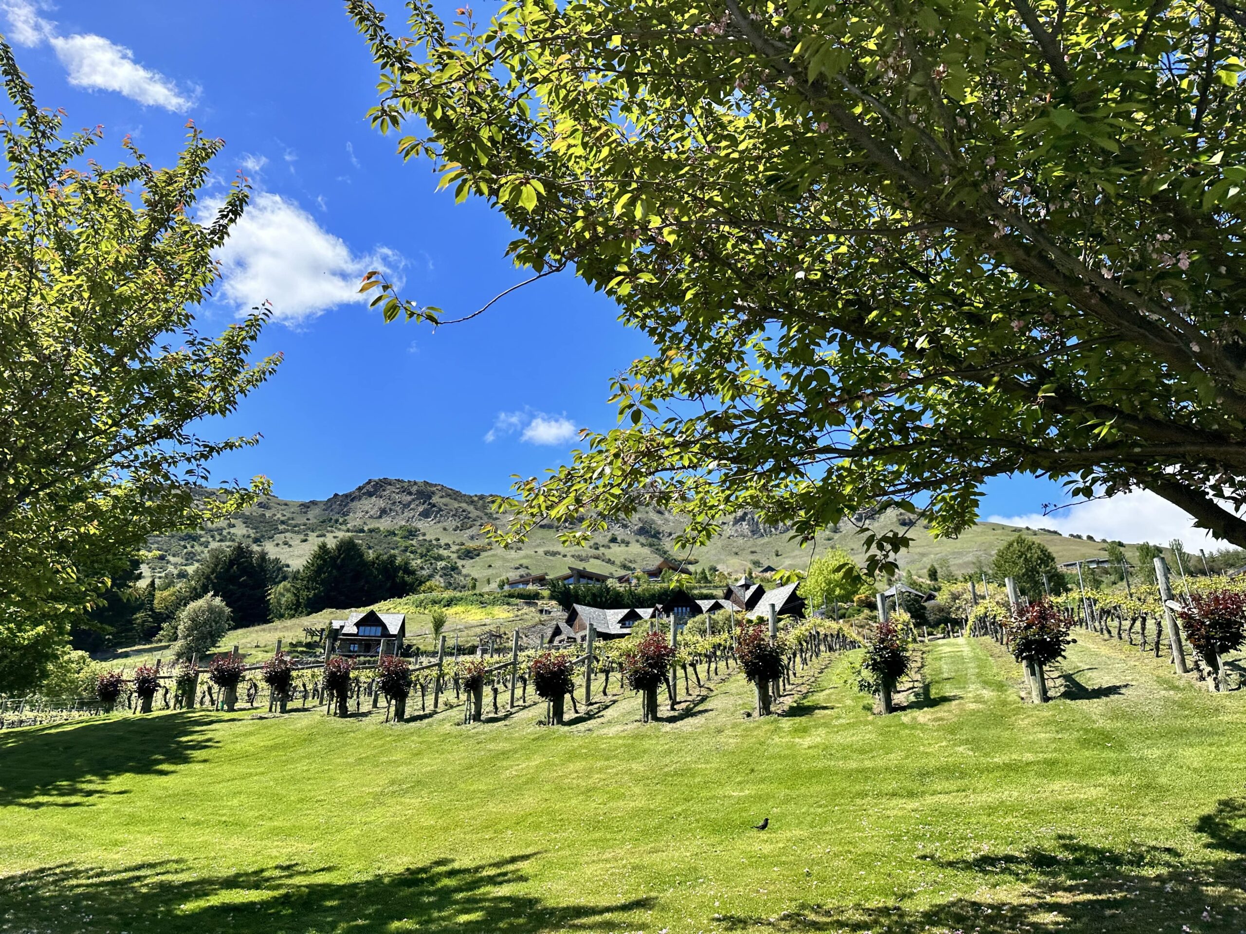 Gibbston Valley