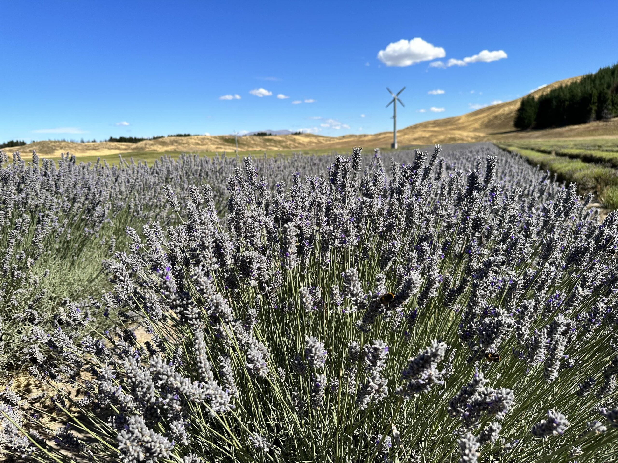 NZ Alpine Lavender