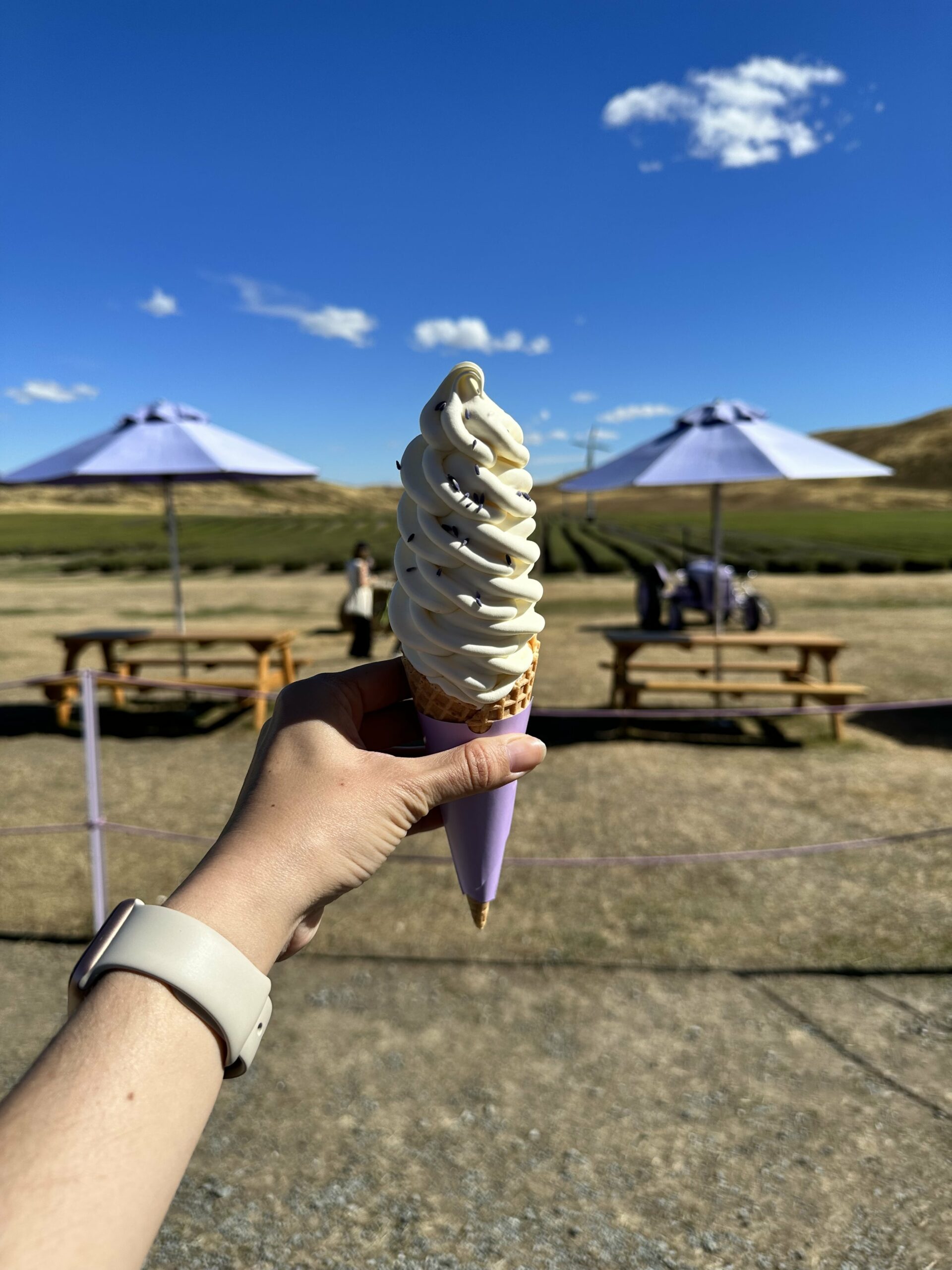 NZ Alpine Lavender