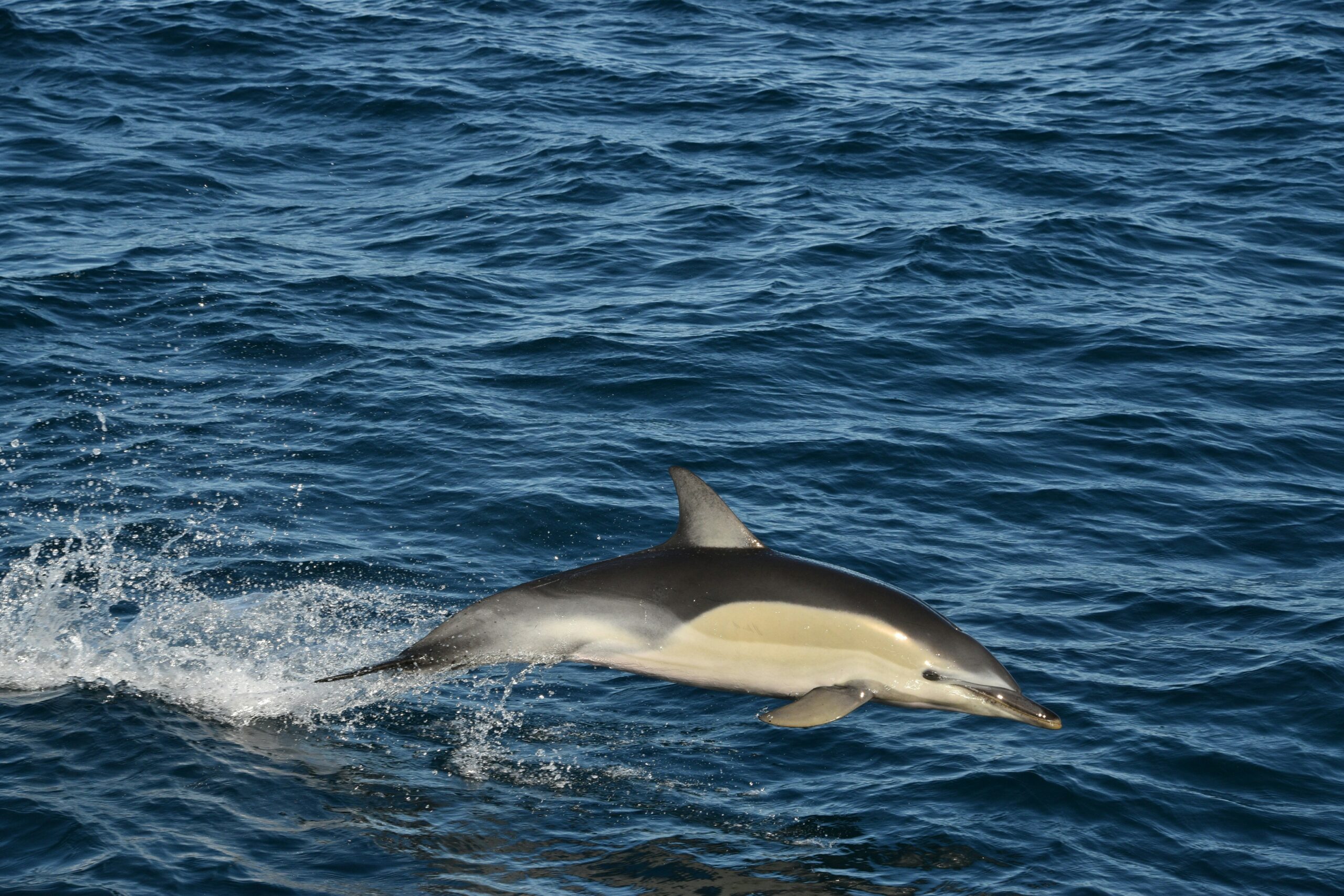 Dolphin watching in Auckland New Zealand